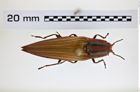 Foto (Dorsalansicht) von Semiotus punctatostriatus (Candèze, 1857) (NHMW-ZOO-COL-0008234)